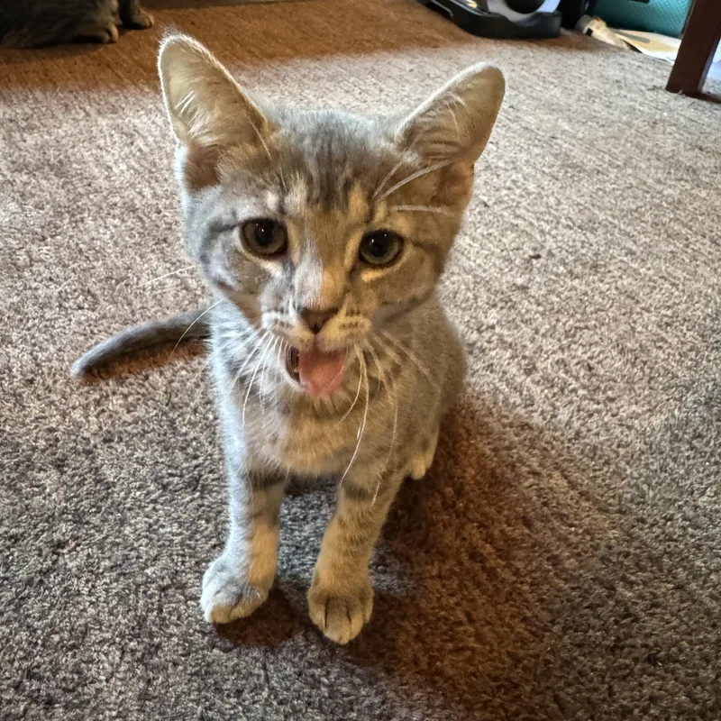 A baby medium-sized female Tabby (Gray / Blue / Silver) Tabby cat named Harper for adoption in Woodinville, WA