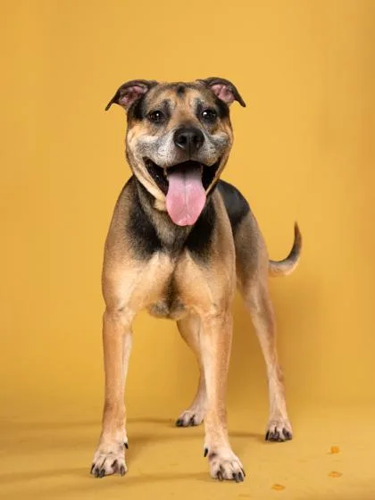 An adult large-sized male German Shepherd Dog dog named Stanley Poochie for adoption in Atlanta, GA