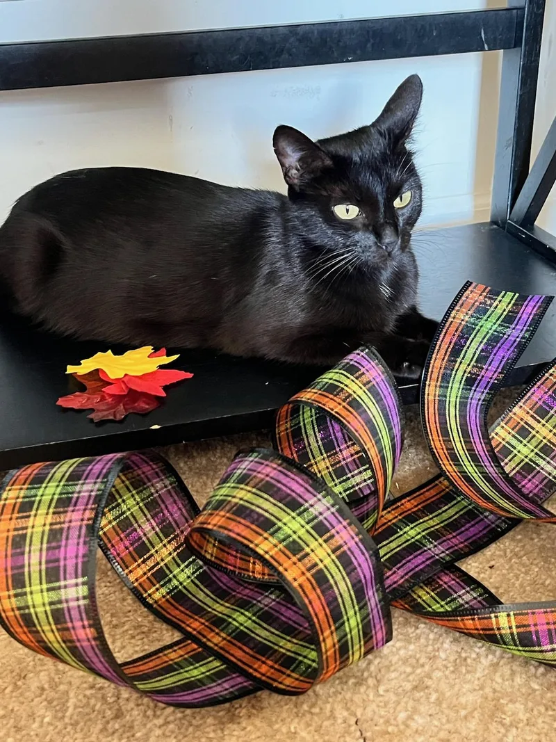 An adult medium-sized female Black Domestic Short Hair cat named Angel for adoption in Lawrenceville, GA
