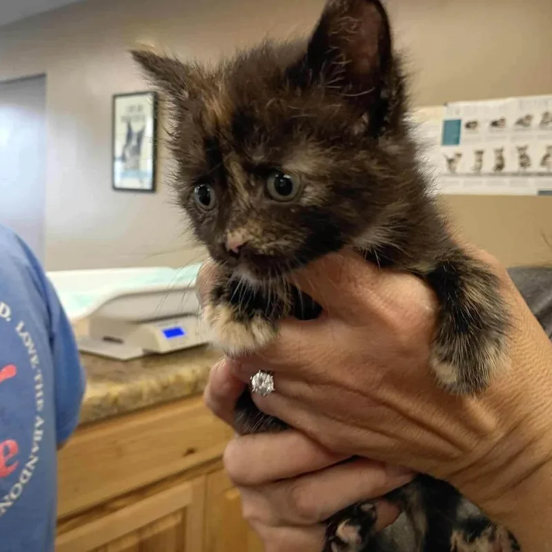 A baby small-sized female Tortoiseshell Domestic Short Hair cat named Eva for adoption in Alexandria, VA