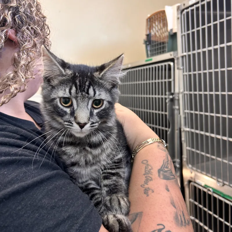 A young small-sized male Tabby (Brown / Chocolate) Domestic Short Hair cat named Naveen for adoption in Myerstown, PA