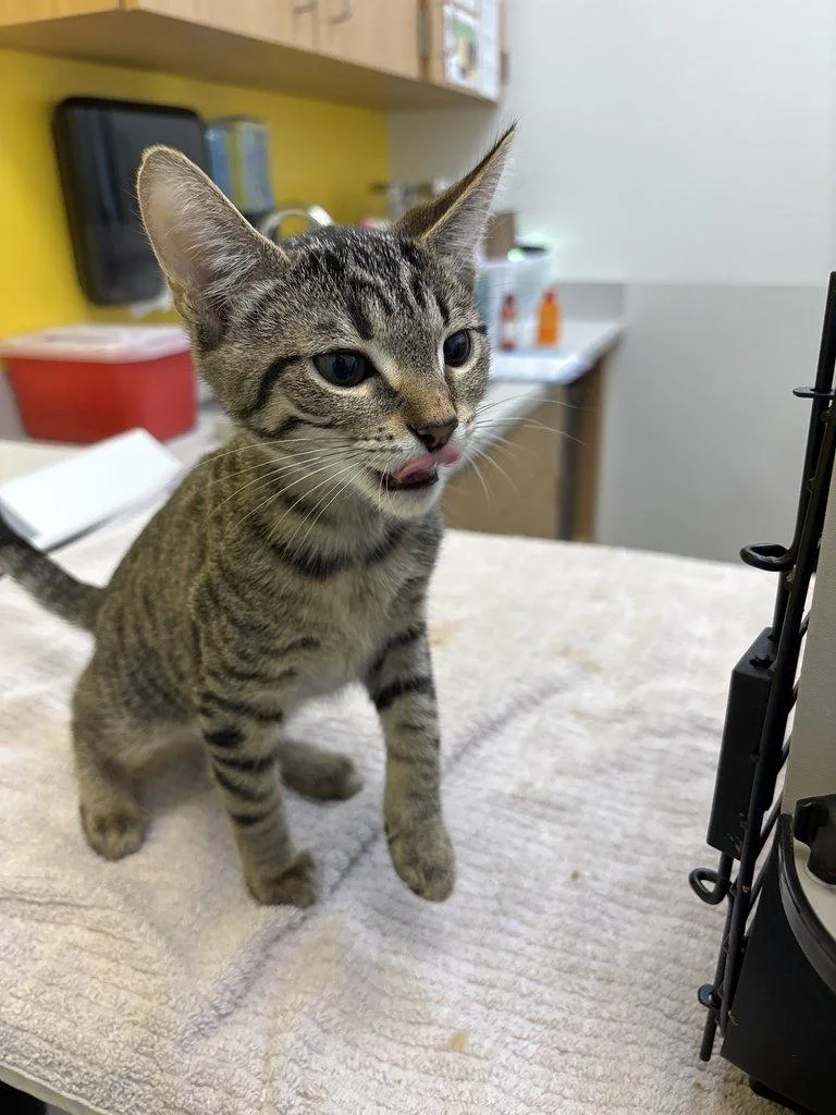 A baby small-sized female Tabby (Brown / Chocolate) Domestic Short Hair cat named Xanda for adoption in Raleigh, NC