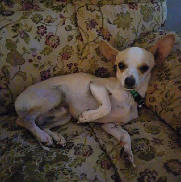 Otis