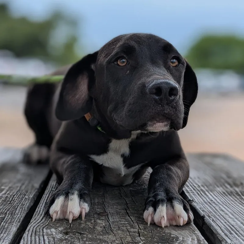 A young medium-sized male Black Labrador Retriever dog named Diesel for adoption in Buchanan Dam, TX