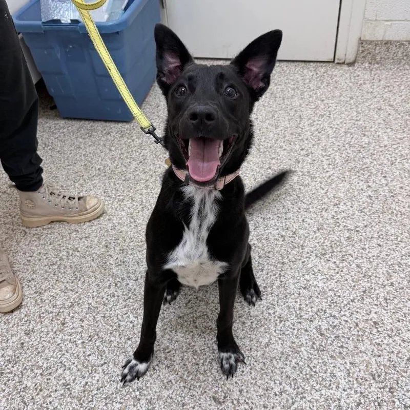 A young medium-sized male Black Mixed Breed dog named Wizard for adoption in Auburn, AL