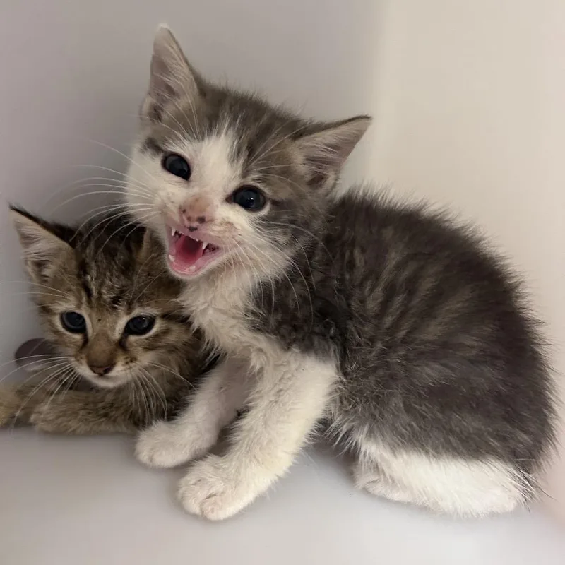 A baby small-sized male Gray / Blue / Silver Domestic Medium Hair cat named Frankie for adoption in Bastrop, TX