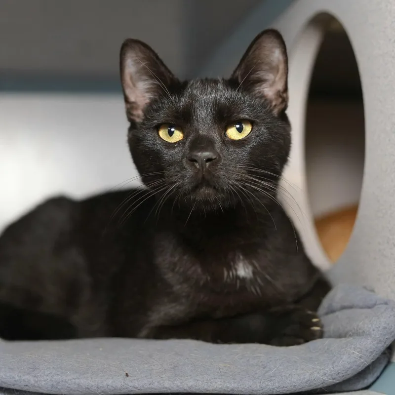 A young medium-sized male Black Domestic Short Hair cat named Astro for adoption in Evansville, IN