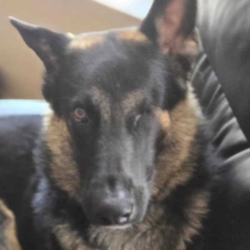 A young large-sized male Black German Shepherd Dog dog named Shilo for adoption in Gulfport, MS