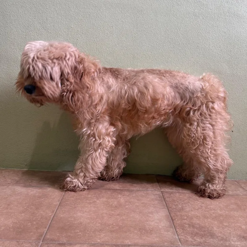 An adult small-sized female Miniature Poodle dog named SnickerDoodle for adoption in LOXAHATCHEE, FL