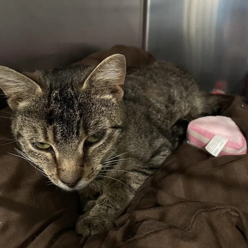 An adult medium-sized female Brown / Chocolate Domestic Short Hair cat named Padfoot for adoption in Fairmont, WV