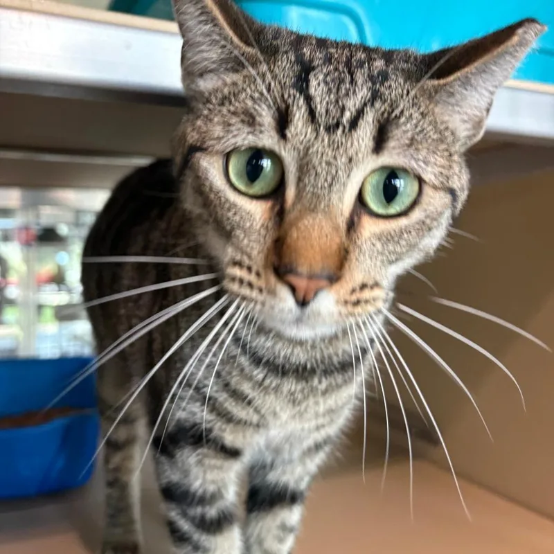 A young medium-sized male Brown / Chocolate Domestic Short Hair cat named Freddy for adoption in Leander, TX
