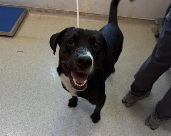 A young large-sized male Mixed Breed dog named Cuha for adoption in New York, NY