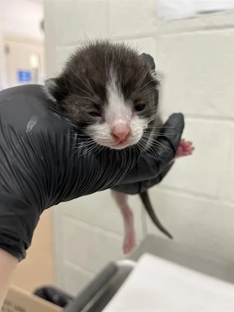 A baby small-sized female Domestic Short Hair cat named A for adoption in Chula Vista, CA