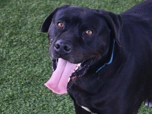A senior extra large-sized male Labrador Retriever dog named Rocky for adoption in San Diego, CA