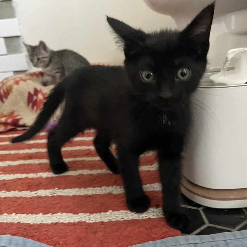 A baby small-sized female Black Domestic Short Hair cat named Larkspur for adoption in Bloomington, IL
