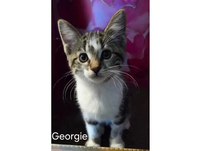 A baby small-sized male Domestic Short Hair cat named Georgie for adoption in Fort Wayne, IN