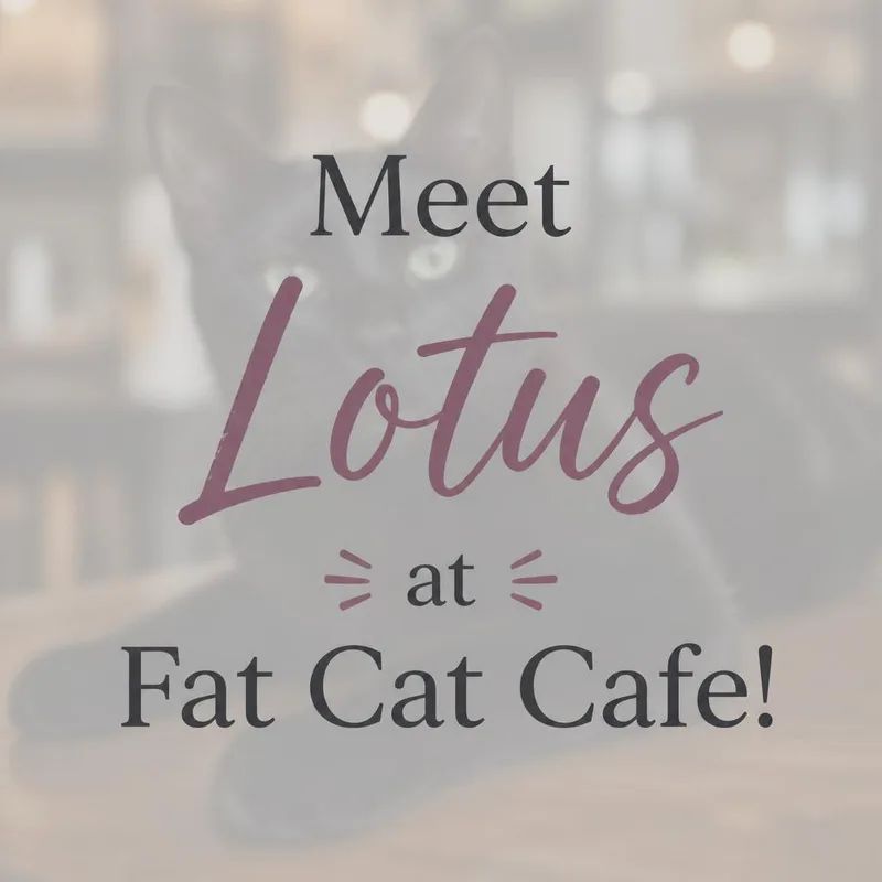 A baby medium-sized female Black Domestic Short Hair cat named Lotus at Fat Cat for adoption in Tallahassee, FL
