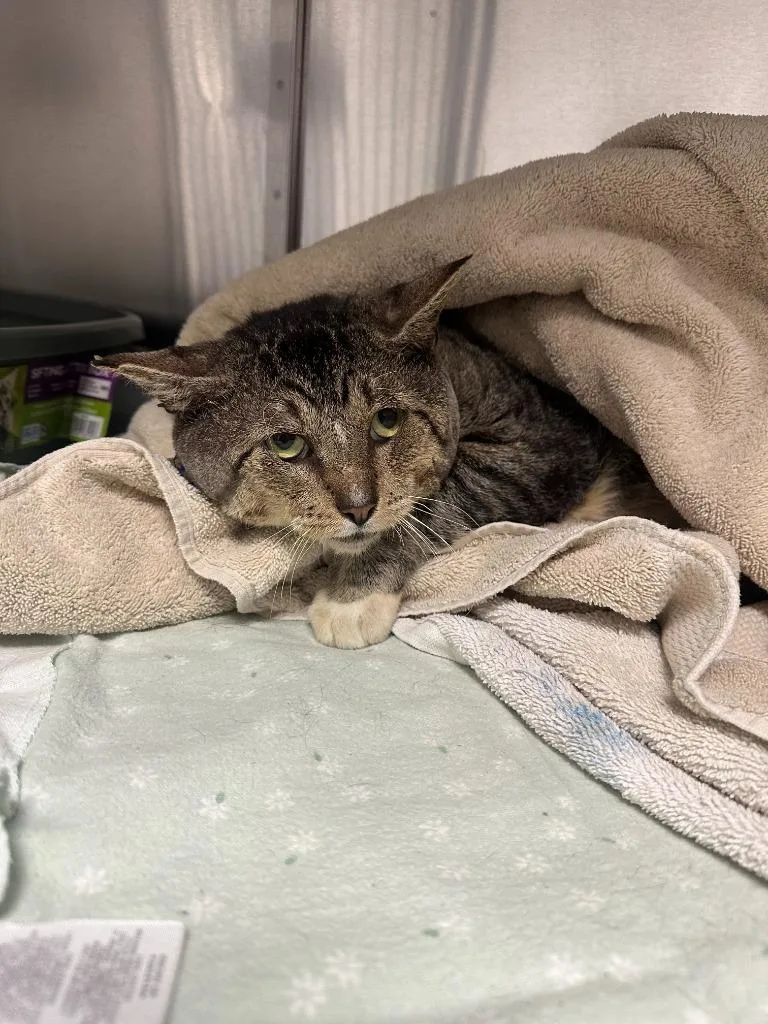 A senior large-sized male Domestic Short Hair cat named Frick for adoption in Labelle, FL
