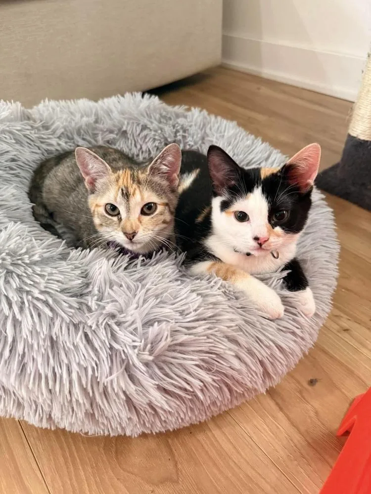A baby small-sized female Domestic Short Hair cat named Ophelia for adoption in Chicago, IL
