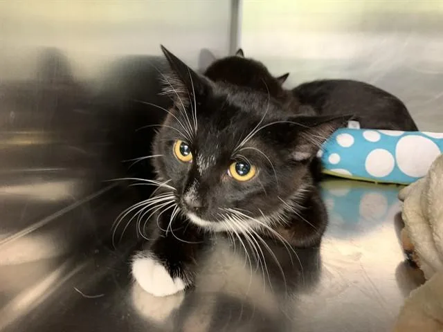 A young medium-sized male Domestic Short Hair cat named Zorro for adoption in Grand Prairie, TX