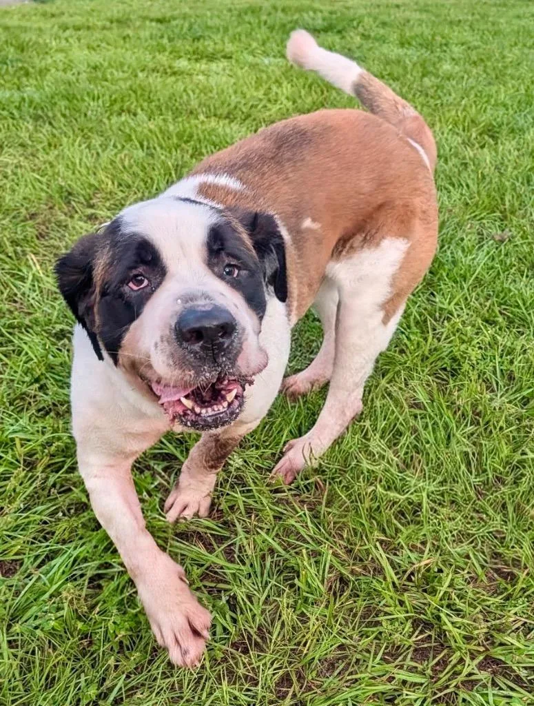 An adult extra large-sized male Saint Bernard dog named BenjiGentle  Friendly St for adoption in Fort Myers, FL