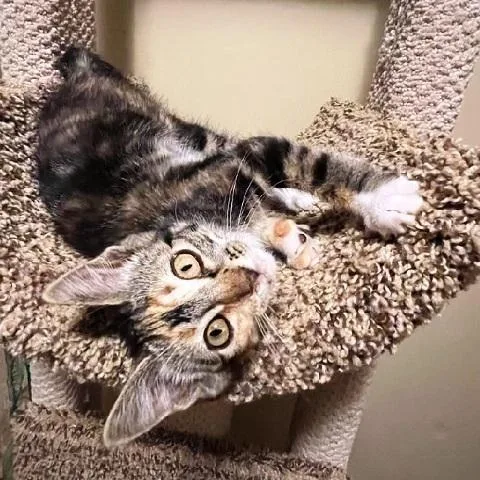 A baby medium-sized female Torbie cat named Marlo for adoption in Salt Lake City, UT