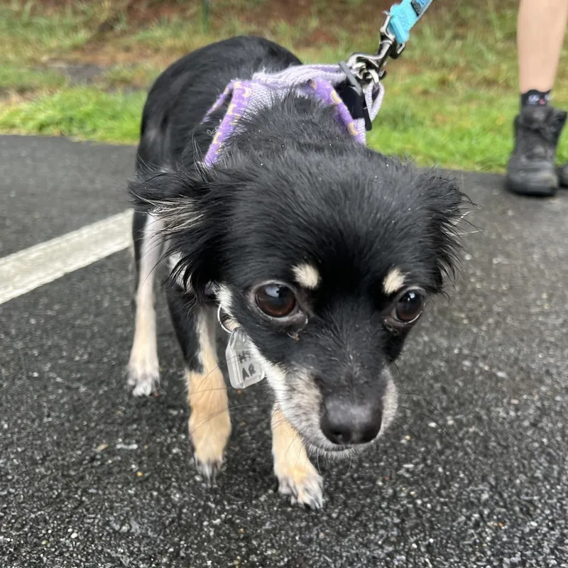 A young small-sized female Yorkshire Terrier dog named Misha for adoption in Fairfax, VA