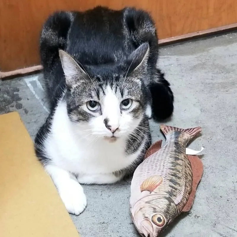 An adult medium-sized male Tabby (Buff / Tan / Fawn) Domestic Short Hair cat named Alphonso for adoption in Palm Harbor, FL