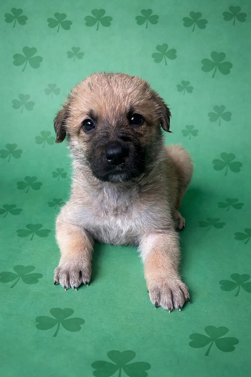 Clay Callaway thumbnail 2