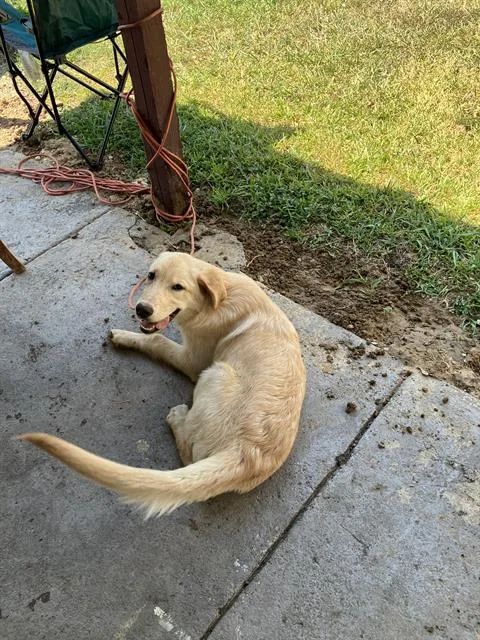 A young large-sized female Mixed Breed dog named Crystal for adoption in Dallas, TX