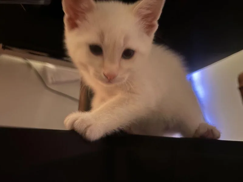 Cheerio