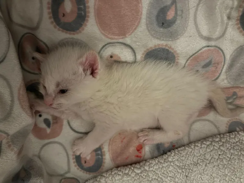 Cheerio thumbnail 3