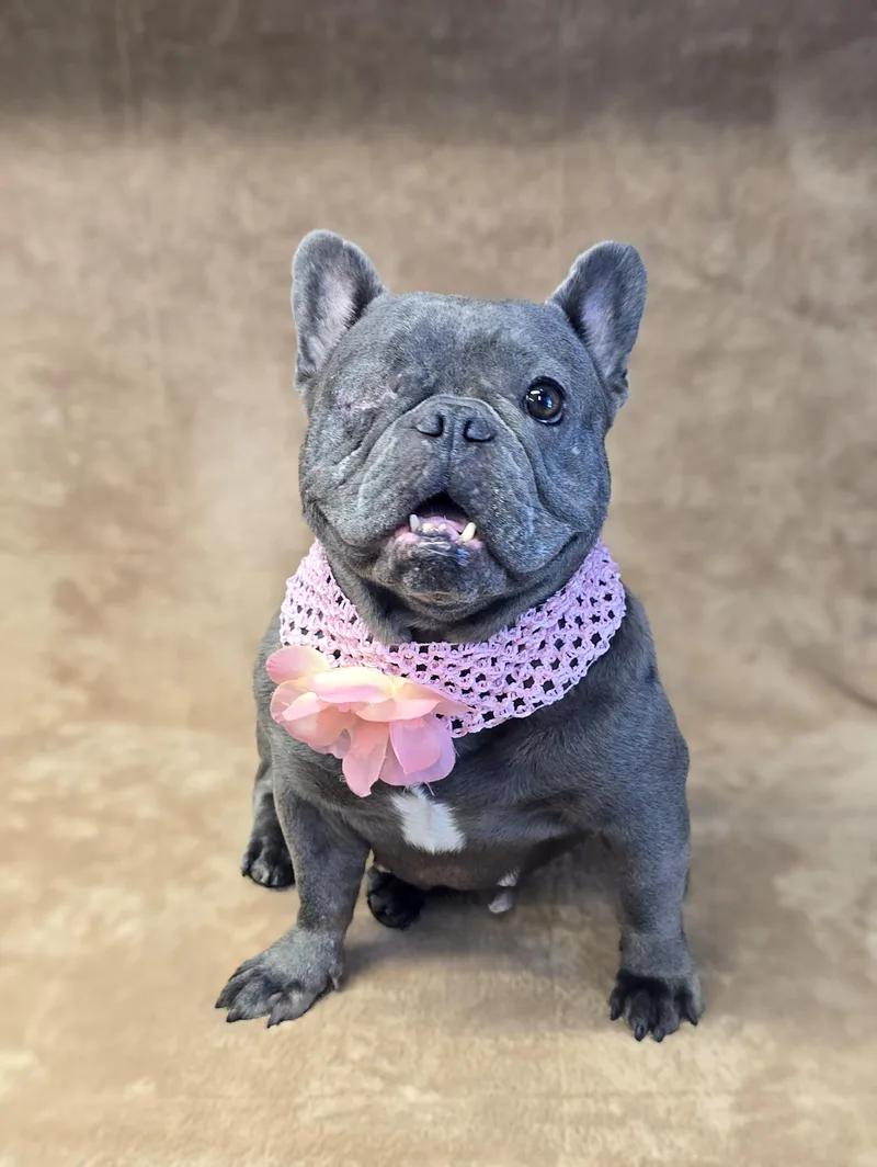 An adult small-sized female Gray / Blue / Silver French Bulldog dog named Desiree for adoption in San Pedro, CA