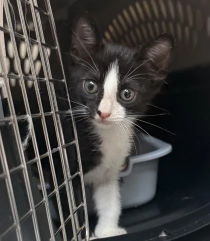 A baby small-sized male Domestic Short Hair cat named Prime for adoption in Honolulu, HI