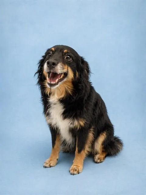 An adult small-sized female Australian Shepherd dog named Mira for adoption in Westminster, MD