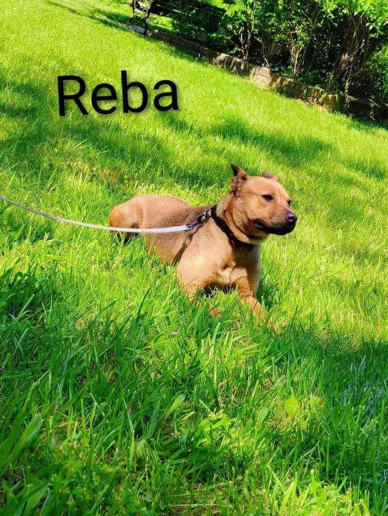 A young medium-sized female Pit Bull Terrier dog named Reba for adoption in Kendallville, IN
