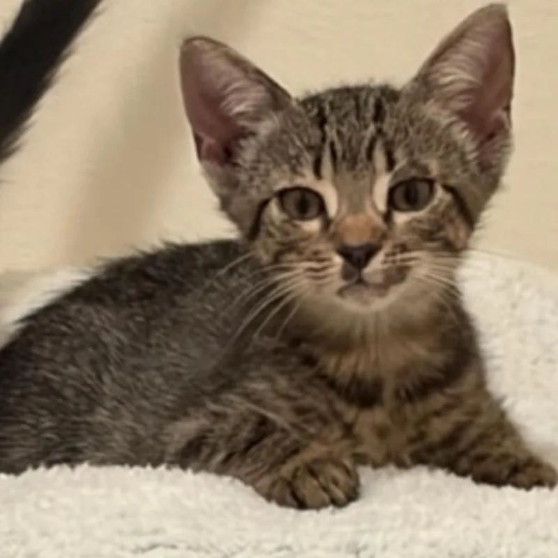 A baby small-sized male Brown / Chocolate Domestic Short Hair cat named Charlie Brown for adoption in Gonzales, LA