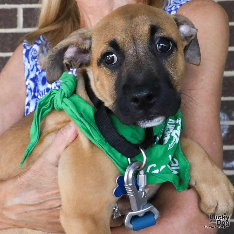 A baby large-sized female Shepherd dog named Evelyn for adoption in Washington, DC