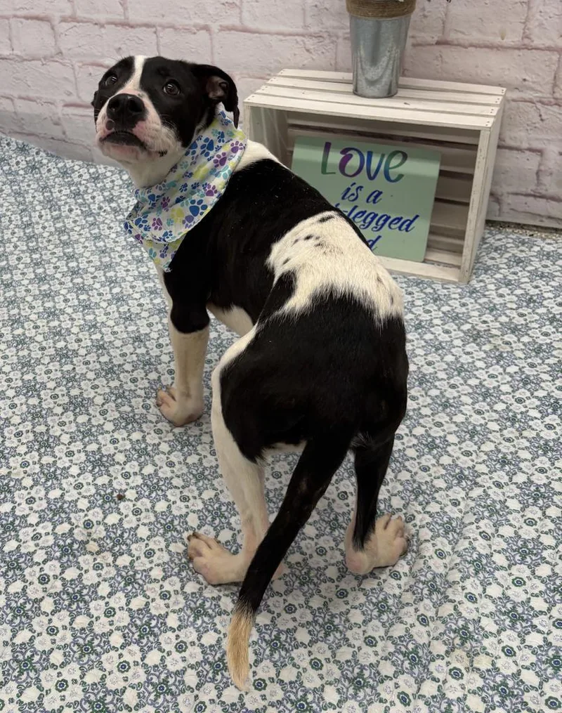 A young medium-sized female Mixed Breed dog named Sassy Pancake for adoption in Detroit, MI