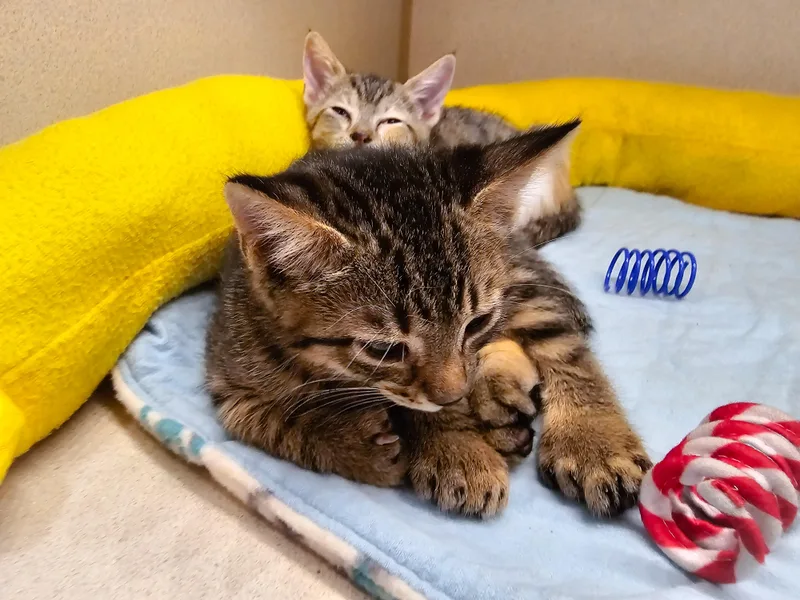A young medium-sized male Tabby (Buff / Tan / Fawn) Domestic Short Hair cat named Sean for adoption in Naples, FL