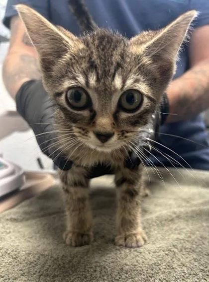 A baby small-sized male Domestic Short Hair cat named Nitro for adoption in Fairfax, VA