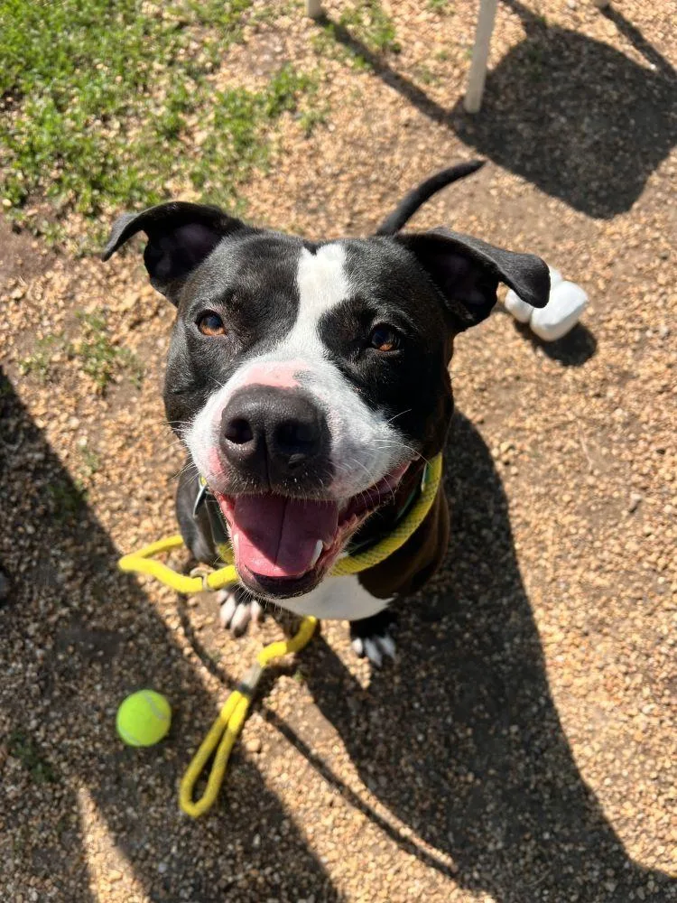 An adult large-sized male Black Mixed Breed dog named Seven for adoption in Alexandria, VA