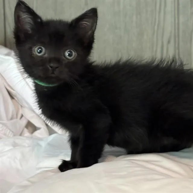 A baby small-sized female Domestic Medium Hair cat named Rebecca for adoption in Auburn, CA