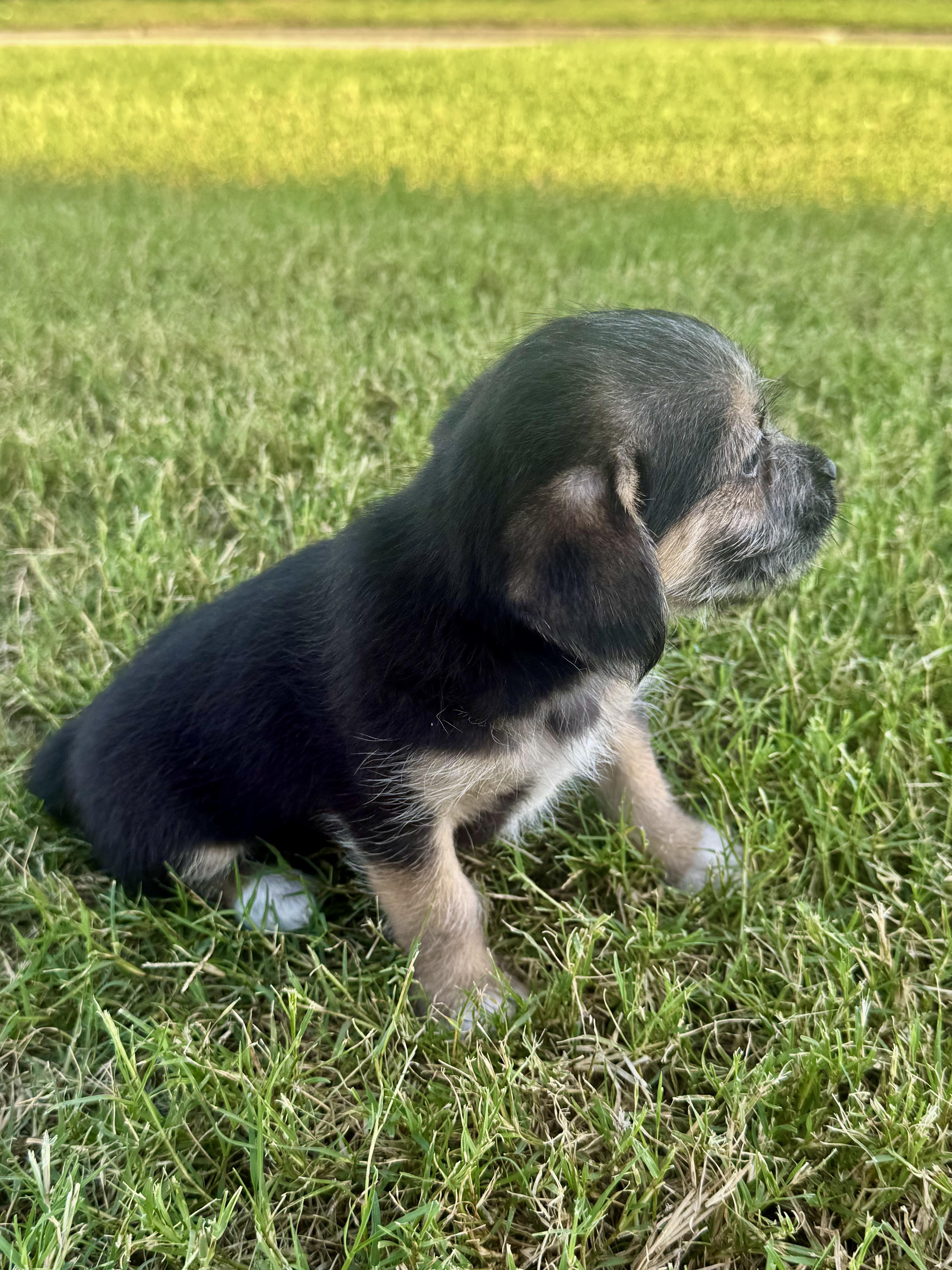 A baby small-sized male Yorkshire Terrier dog named Peanut for adoption in Iron Ridge, WI