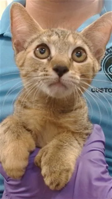A baby small-sized female Domestic Short Hair cat named Marina for adoption in Miami, FL