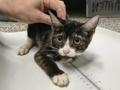 A baby small-sized female Domestic Short Hair cat named Mary $ for adoption in Seneca, SC