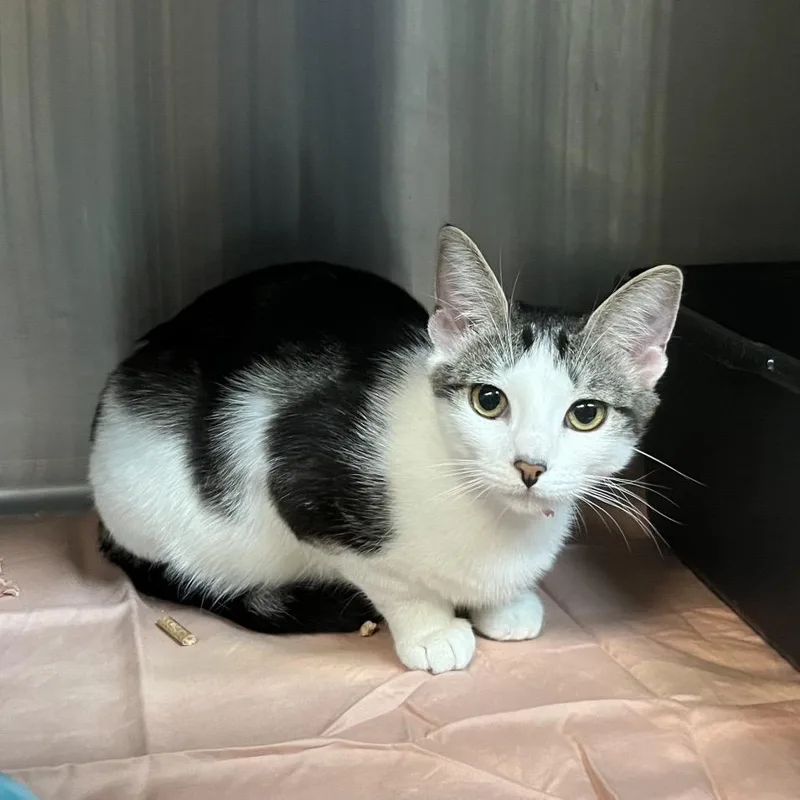 A young medium-sized female Gray / Blue / Silver Domestic Short Hair cat named Bear for adoption in Los Angeles, CA