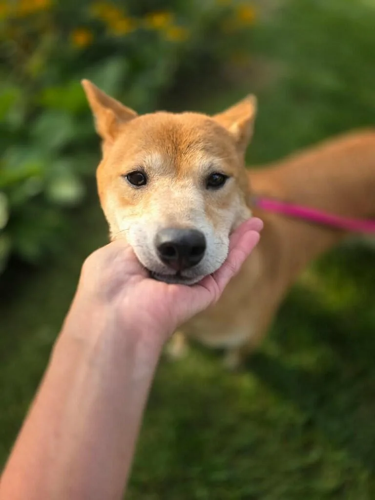 An adult medium-sized female Golden Shiba Inu dog named Kaylee for adoption in Orland Park, IL