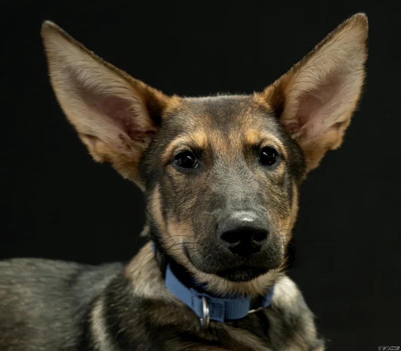 A baby medium-sized male Black German Shepherd Dog dog named Gideon for adoption in BONIFAY, FL