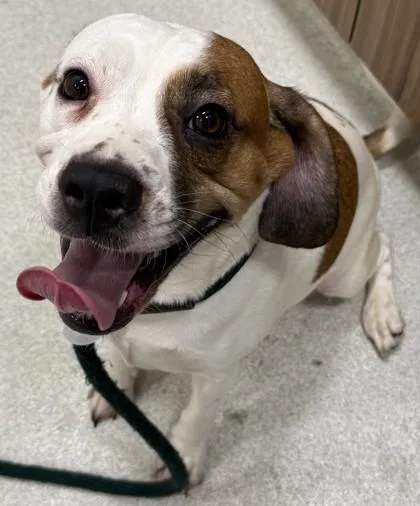 An adult medium-sized female Terrier dog named Buttercup for adoption in Honolulu, HI
